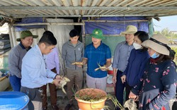Thả nuôi 10.000 con cua biển, nông dân Hà Tĩnh bắt lên hàng tấn, bán giá 250.000 đồng/kg