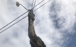 Bình Định: Trụ điện bằng tre, cây gỗ… nhìn thôi đã "dựng tóc gáy"