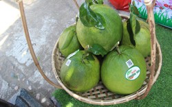 Nông dân Hoài Ân ở Bình Định đổi đời nhờ trồng cây ăn trái đặc sản, riêng bưởi da xanh có hơn 2.500 tấn