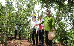 Agribank Đắk Lắk: Đảm bảo nguồn lực tài chính cung ứng cho nông nghiệp, nông thôn