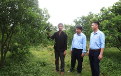Nông dân Sơn La được Quỹ HTND hỗ trợ vốn đầu tư trồng cây ăn quả, nuôi trâu bò vỗ béo