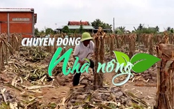 Chuyển động Nhà nông 27/10: Hàng ngàn ha đất trồng thanh long Long An bị bỏ hoang