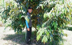 Vùng đất nào của Kon Tum, dân trồng vườn sầu riêng 1.000 cây, giá bán 45.000 đồng/kg cũng thu 6-7 tỷ/năm?