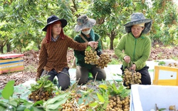 Vùng cao Yên Châu, trái ngọt thay mùa quả đắng 