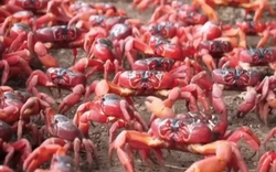 Australia: Du khách bất ngờ trước hàng triệu con thuộc loài 8 chân này bò tràn ra đường