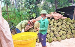 Bảo vệ mã vùng cho “vua trái cây"