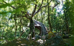Đà Nẵng: Độc đáo "cây đa ngơ ngác" gần 1.000 năm tuổi 