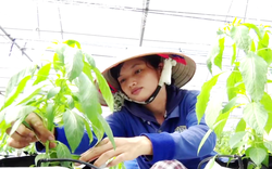 HTX nông nghiệp công nghệ cao “sống khỏe” nhờ chính sách hỗ trợ