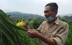 Đến trang trại có nhiều quả để gặp ông nông dân Hải Dương "nghiện" trồng cây lạ, bắt cây "đẻ" vàng 