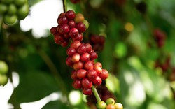 Giá cà phê gần về mốc 40.000 đồng/kg, điều tồi tệ gì đang xảy ra?