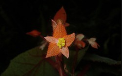 Phát hiện loài hoa thu hải đường độc, lạ ở Vườn Quốc gia Xuân Sơn tỉnh Phú Thọ