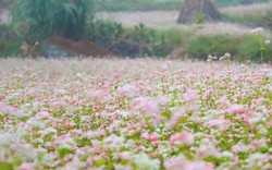 Hà Giang thu hút du khách bởi "đặc sản" này