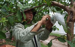 Trồng ổi bình thường ra trái độc, lạ, nông dân Hải Dương kiếm bộn tiền