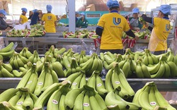 Việt Nam đang cung cấp nhiều nhất một loại trái cây cho Trung Quốc, vượt cả Philippines, Campuchia