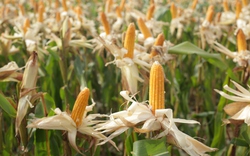 Phải chi tới 2,1 tỷ USD nhập khẩu một loại hạt làm thức ăn chăn nuôi, Việt Nam muốn mở rộng diện tích trồng ngô