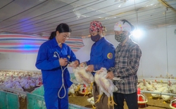 Bỏ việc về nuôi gà, chăn lợn thu tiền tỷ, một y tá người Vĩnh Phúc là Nông dân Việt Nam xuất sắc 2022