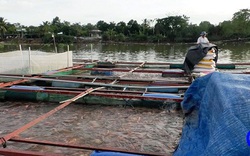 Đây là loài cá mau lớn khi nuôi sông ở Tiền Giang, hầu như đám tiệc, nhà hàng nào cũng mua 