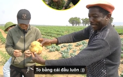 Cận cảnh nông trại xanh mướt rau củ của Quang Linh Vlog: Củ khoai tây to gấp 3-4 lần ở Việt Nam