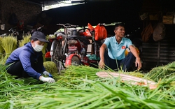 Làng cốm Mễ Trì vào mùa bận rộn nhất trong năm