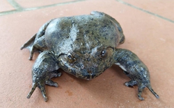 Đặc sản ếch nổi danh xứ Lạng, giá cao gấp 10 lần ếch đồng, lúc nào cũng được "đại gia" săn đón