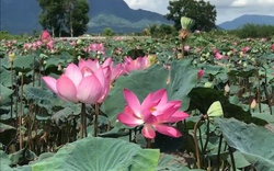 Nông dân Khánh Hòa hái ra tiền từ trồng “quốc hoa”