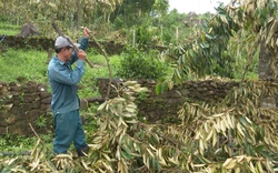 Quảng Nam: Hàng trăm ha cây ăn quả ngã đổ, nằm la liệt sau bão số 4