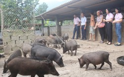 Nông dân Bát Xát ở Lào Cai nuôi thứ lợn gì mà bán giống hay bán thịt đều đắt hàng?