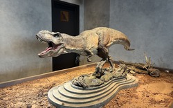 Quán cà phê trưng bày mô hình khủng long, trị giá hàng tỷ đồng ở Sài Gòn