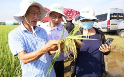 Vì sao gạo Đài Thơm 8 lại được chọn làm sản phẩm OCOP của vựa lúa Thái Bình?