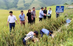 Nuôi cá chép trong ruộng bậc thang, nông dân Bắc Hà ở Lào Cai bán 100.000 đồng/kg vẫn cháy hàng