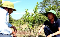 Thay vì trồng chanh lấy trái, 2 nông dân ở Đồng Nai trồng chanh chỉ để... hái lá