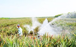 Sông Vàm Cỏ Đông chảy qua tỉnh Tây Ninh có loài cá hồng vện đẹp, lạ mà giới chơi cá cảnh đang săn lùng