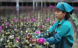 Hà Nội: Giám đốc HTX trồng lan hồ điệp tiết lộ bí quyết cho hoa nở 4 mùa, doanh thu 4-5 tỷ đồng/năm
