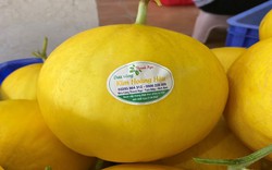 Một doanh nghiệp ở Ninh Bình trồng dưa kim hoàng hậu trong nhà kính, cắt toàn trái ngon bán đi đâu mà hết sạch?