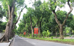 Đẹp tuyệt hình ảnh con phố rợp bóng cây xanh, "lãng mạn nhất Hà Nội"