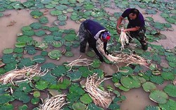 Một nông dân Bắc Ninh làm giàu từ loài cây mọc ruộng trũng, ra hoa đẹp, móc mầm non lên làm toàn món đặc sản