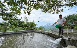 Cá đặc sản nuôi trong bể nước lạnh trên núi tăng giá mạnh, nông dân Lào Cai lại phấn khởi tái đàn