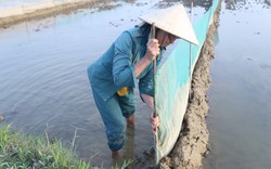Nghệ An: Tranh thủ giăng lưới kín ruộng, đắp bờ để chờ bất ngờ khi mùa rươi đến