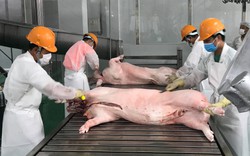 Giá lợn hơi dự báo tăng lên 70.000 đồng/kg, càng về cuối năm càng tăng?