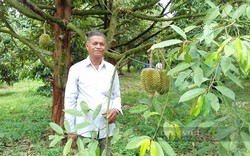 Trồng sầu riêng thời thu tiền tỷ, cây thấp tè ra trái quá trời, làm cách này, nông dân Bình Phước càng lãi
