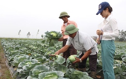 Bắc Giang nhân rộng mô hình HTX giúp nông dân sản xuất theo chuỗi