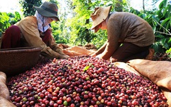 Xuất khẩu cà phê hướng mốc kỷ lục 4 tỷ USD