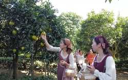 Trải nghiệm vườn cam vàng ươm tại cao nguyên Mộc Châu