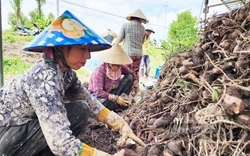 Nóng: Khoai lang Việt Nam sắp được xuất khẩu chính ngạch sang Trung Quốc