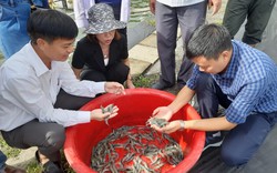 Nuôi tôm theo quy trình an toàn sinh học, nông dân Quảng Trị lãi trên 2 tỷ mỗi năm