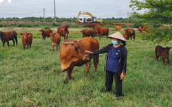 Thành tỷ phú nông dân sau 16 năm bán hết đất ở quê Thanh Hóa rồi Nam tiến vào Sài Gòn nuôi bò