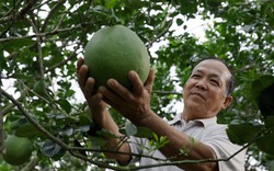 Có phân bón Cà Mau đồng hành, chẳng lo canh tác khó