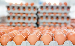 Gặp khó với thép, "vua thép" quay sang bán hơn 1 triệu quả trứng mỗi ngày