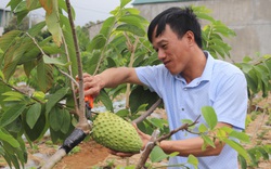 Chuẩn bị tôn vinh sản phẩm nông nghiệp Sơn La tiêu biểu