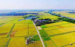 Đất ruộng muốn chuyển sang làm trang trại cần thủ tục gì?